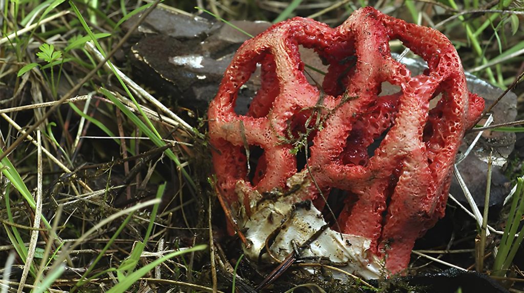 Exemplar de fong estrany (Clathrus ruber) trobat a la pineda de Can Camins: una estructura vermella en forma de reixa, mostra de la diversitat fúngica de l’indret. | Imatge de l’Ajuntament del Prat millorada amb intel·ligència artificial.