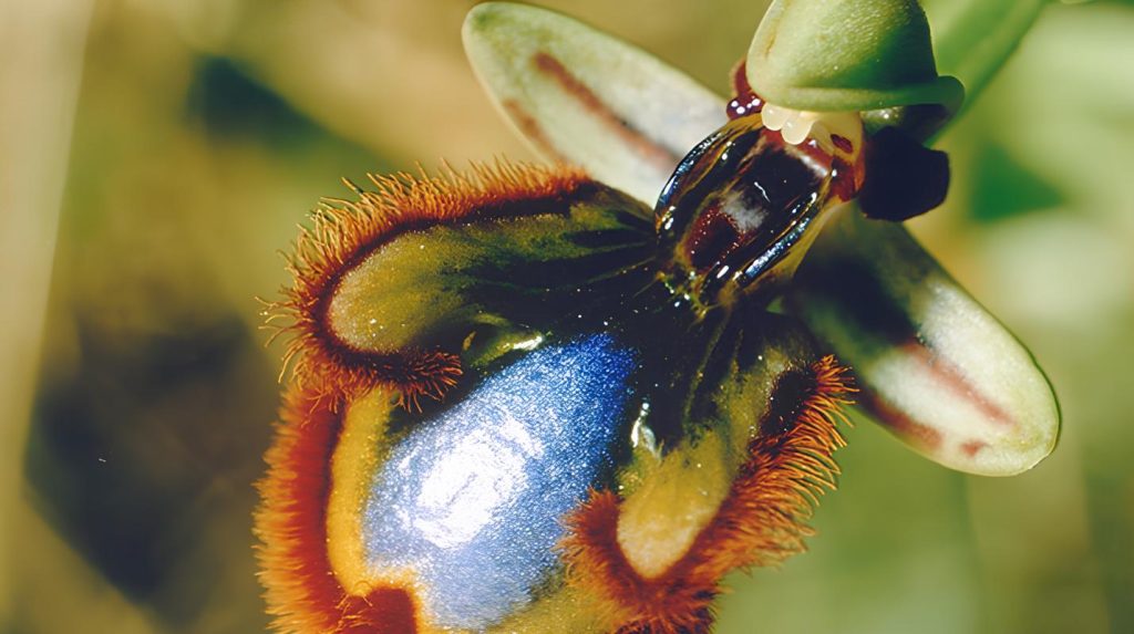 Detall d’una orquídia silvestre trobada a la Pineda de Can Camins, part de la riquesa botànica d’aquest espai natural. (Ajuntament del Prat)